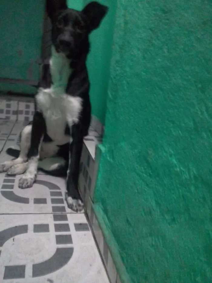 Cachorro ra a Não definida idade 2 a 6 meses nome Diana 