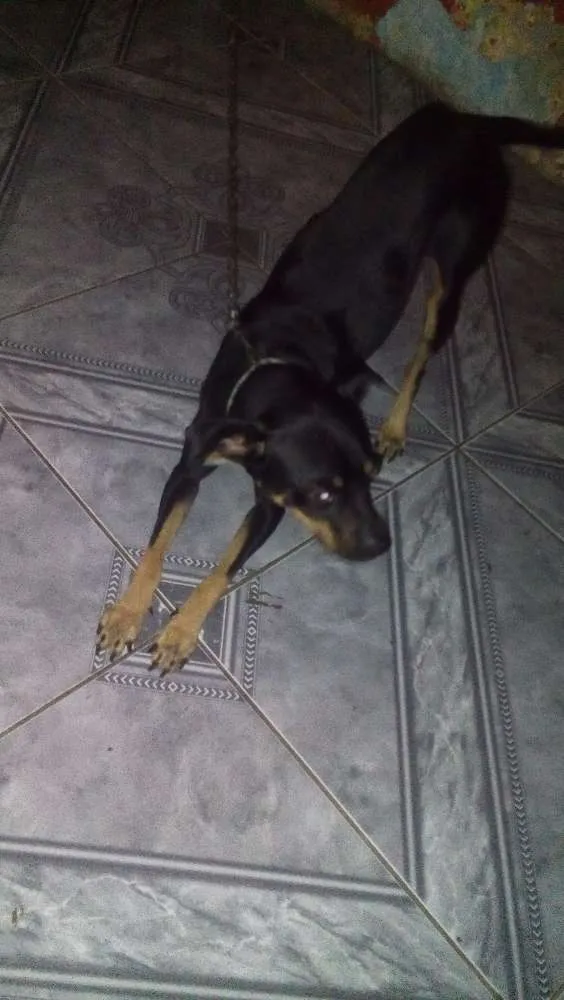 Cachorro ra a Pincher  idade 2 anos nome Carlim
