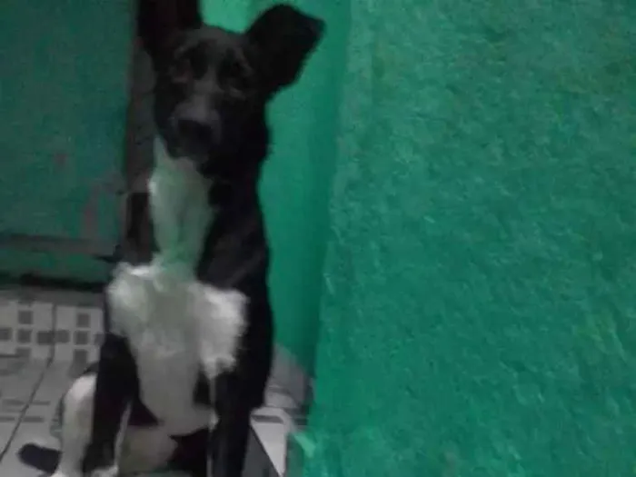 Cachorro ra a Não definida idade 2 a 6 meses nome Diana 