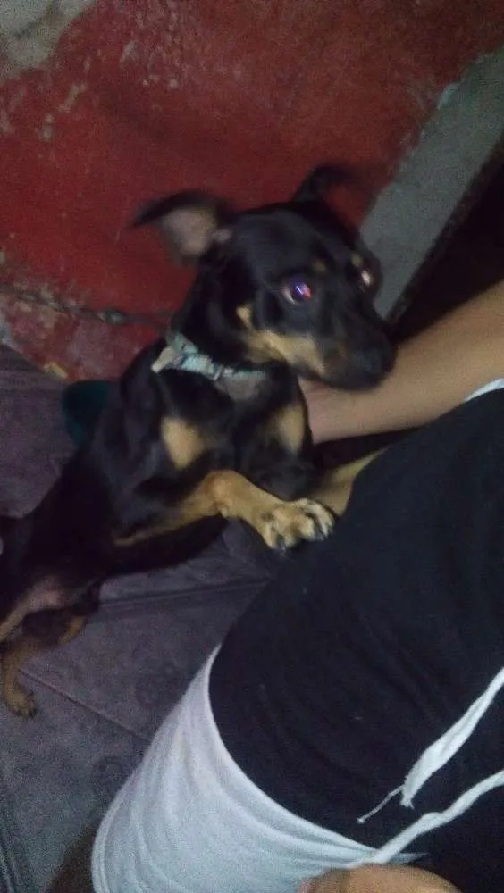 Cachorro ra a Pincher  idade 2 anos nome Carlim