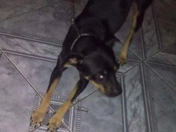 Cachorro ra a Pincher  idade 2 anos nome Carlim