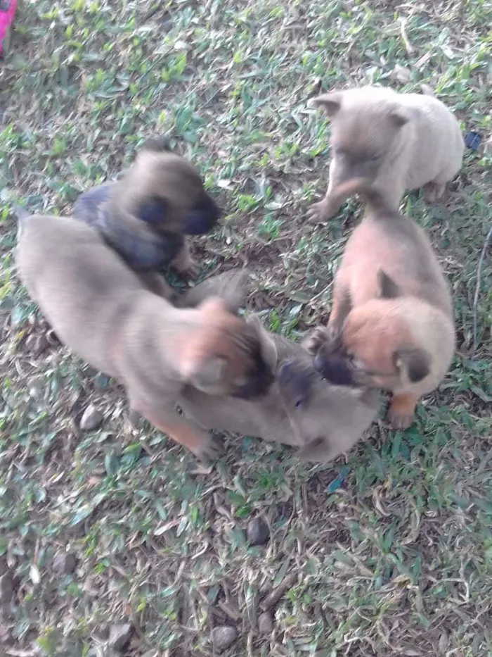 Cachorro raça mestiso com chow chow idade Abaixo de 2 meses nome filhotes 