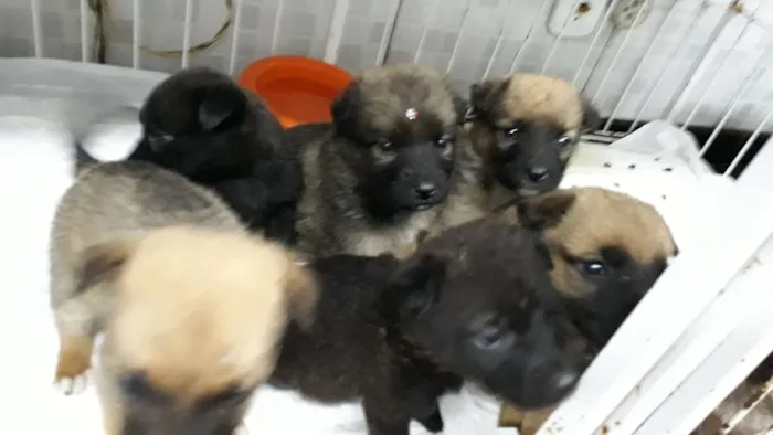 Cachorro ra a Sem raça idade 2 a 6 meses nome Sem nome