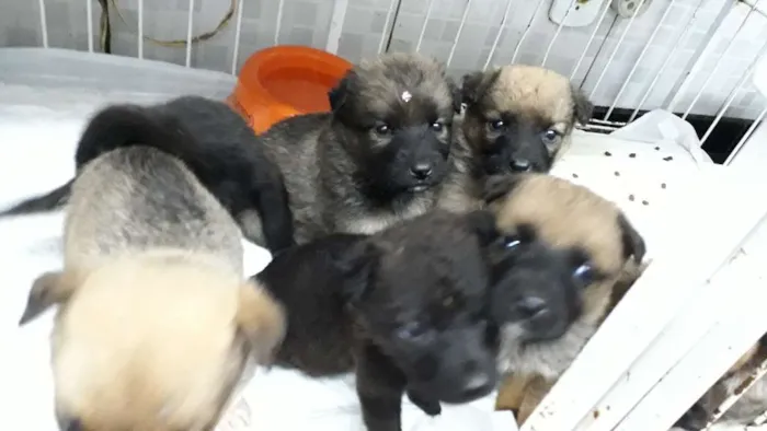 Cachorro ra a Sem raça idade 2 a 6 meses nome Sem nome