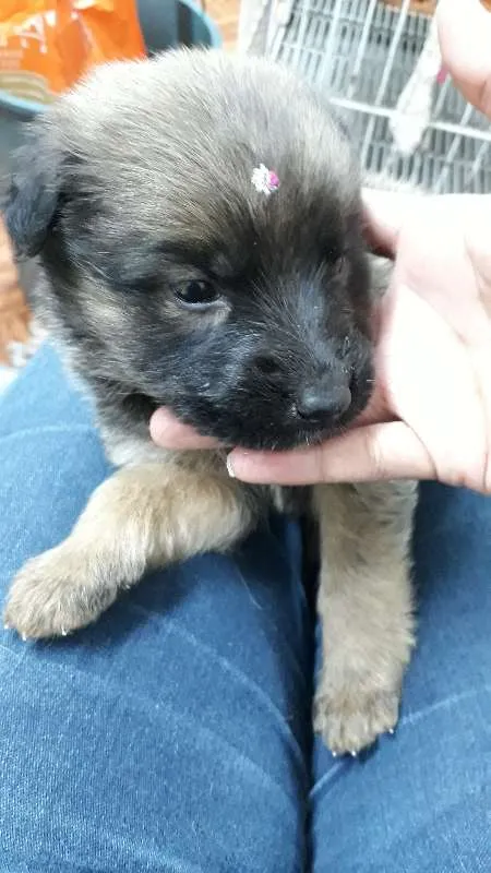 Cachorro ra a Sem raça idade 2 a 6 meses nome Sem nome