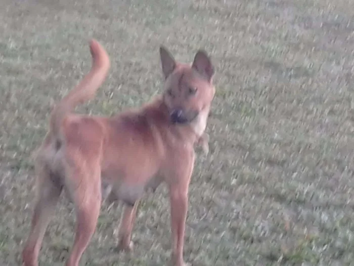 Cachorro raça mestiso com chow chow idade Abaixo de 2 meses nome filhotes 