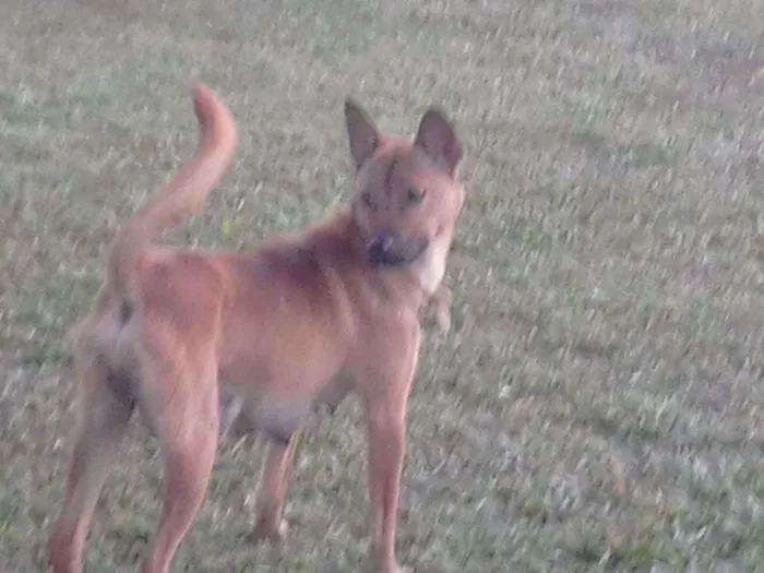 Cachorro raça mestiso com chow chow idade Abaixo de 2 meses nome filhotes 