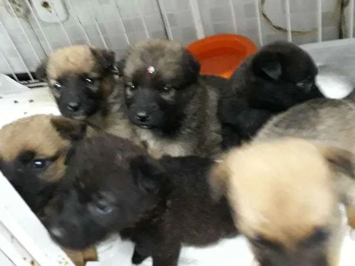 Cachorro ra a Sem raça idade 2 a 6 meses nome Sem nome