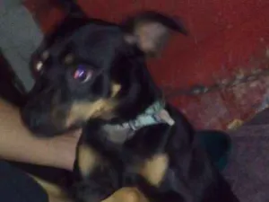 Cachorro raça Pincher  idade 2 anos nome Carlim