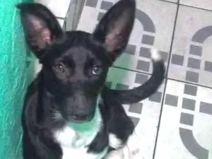 Cachorro raça Não definida idade 2 a 6 meses nome Diana 