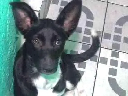 Cachorro ra a Não definida idade 2 a 6 meses nome Diana 