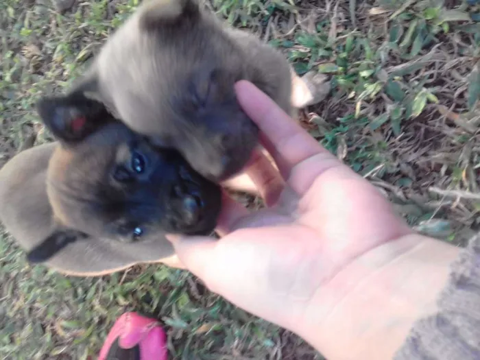 Cachorro raça mestiso com chow chow idade Abaixo de 2 meses nome filhotes 