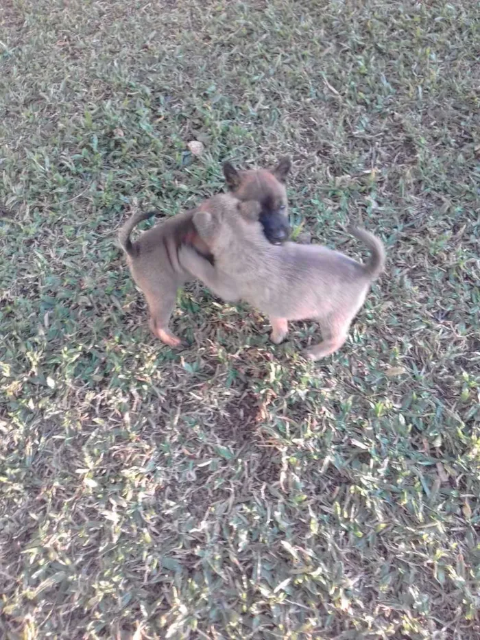 Cachorro raça mestiso com chow chow idade Abaixo de 2 meses nome filhotes 