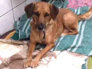 Cachorro raça SRD idade 2 anos nome Bella