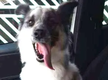 Cachorro ra a mix border collie idade 2 anos nome Magali