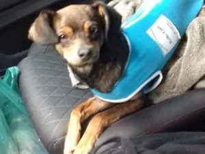 Cachorro raça mix fox paulistinha idade 1 ano nome Cebolinha