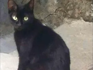 Gato raça Vira-lata idade 2 anos nome Banguela 