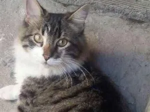 Gato raça Vira-lata idade 1 ano nome Escobar 