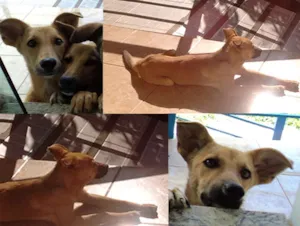 Cachorro raça Pastor Alemão com Jack Russel idade 7 a 11 meses nome Flash e Bruce