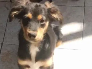 Cachorro raça Viralata idade 2 a 6 meses nome Pérola