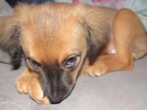 Cachorro raça SRD idade 2 a 6 meses nome Freddie