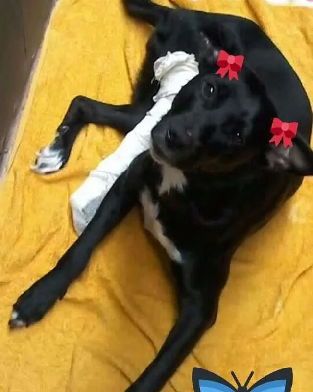 Cachorro raça Regina idade 2 a 6 meses nome Regina