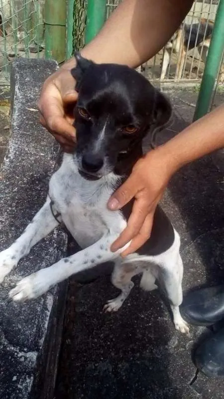 Cachorro ra a SRD idade 4 anos nome Lisa