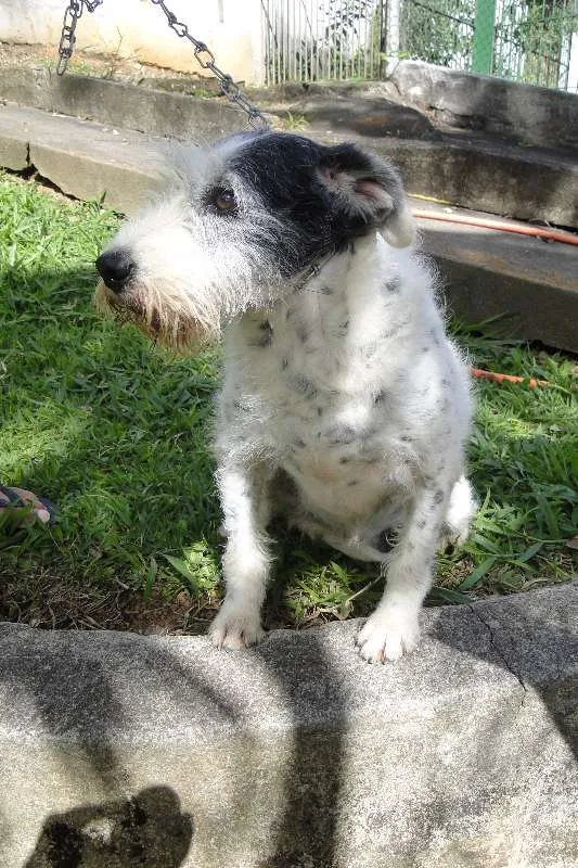 Cachorro ra a SRD idade 6 ou mais anos nome Mona