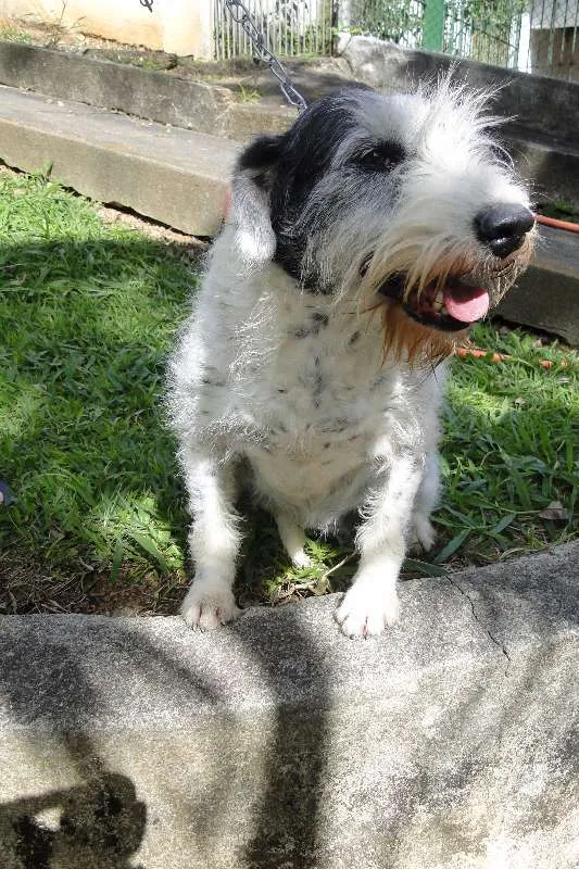 Cachorro ra a SRD idade 6 ou mais anos nome Mona