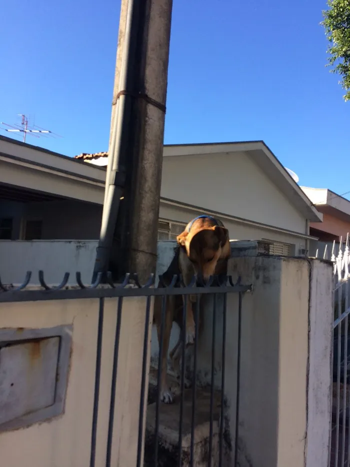 Cachorro ra a Mistura idade 2 anos nome Bob