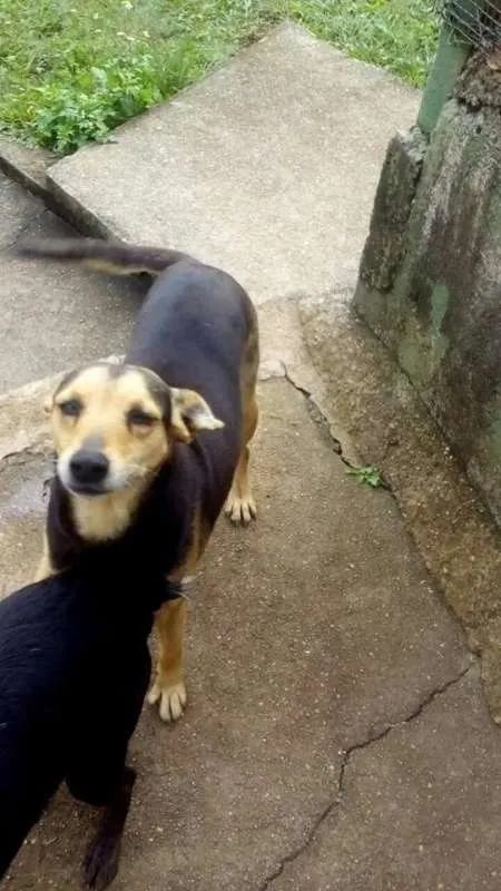 Cachorro ra a SRD idade 5 anos nome Lilica