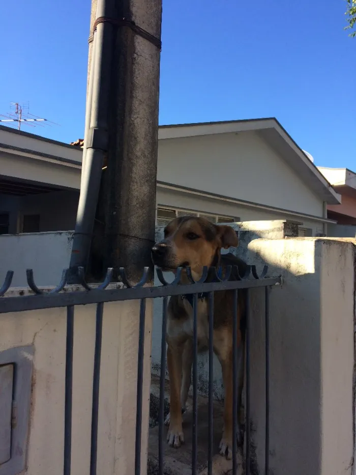 Cachorro ra a Mistura idade 2 anos nome Bob