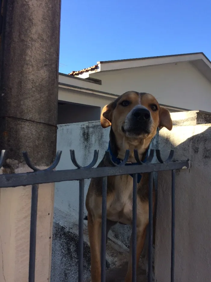 Cachorro ra a Mistura idade 2 anos nome Bob