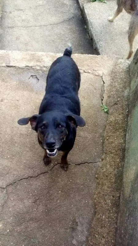 Cachorro ra a SRD idade 5 anos nome Rabicó