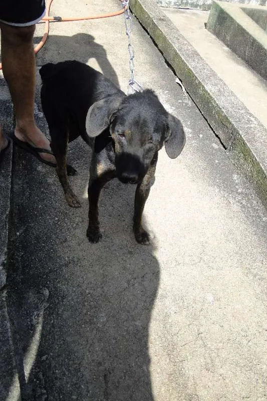 Cachorro ra a SRD idade 5 anos nome Rabicó