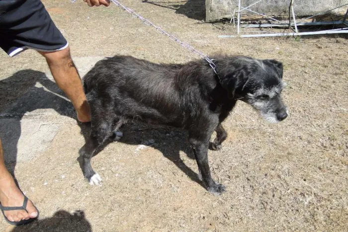 Cachorro ra a SRD idade 6 ou mais anos nome Dona