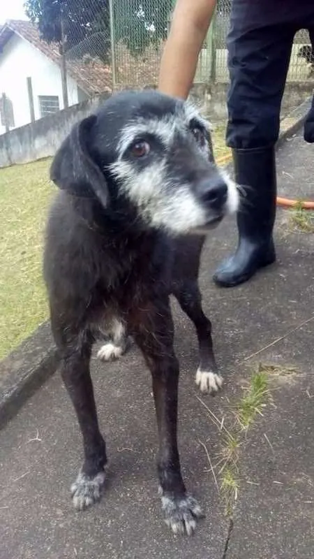 Cachorro ra a SRD idade 6 ou mais anos nome Dona