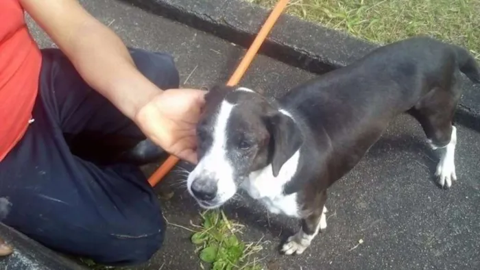 Cachorro ra a SRD idade 6 ou mais anos nome Luana