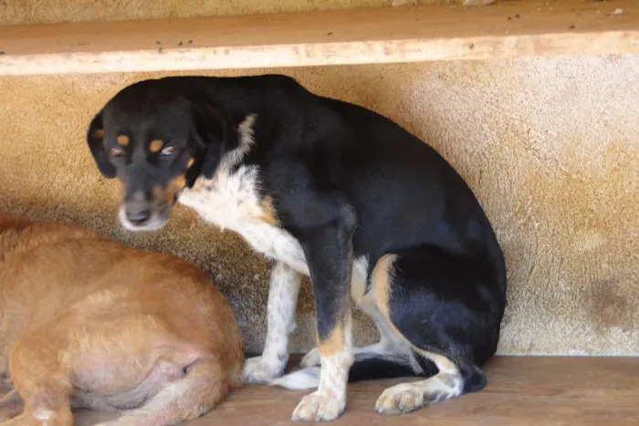 Cachorro ra a SRD idade 6 ou mais anos nome Luana