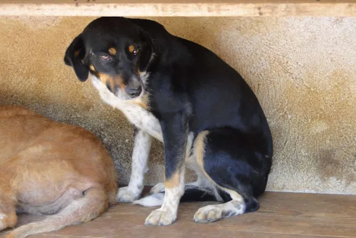 Cachorro ra a SRD idade 6 ou mais anos nome Luana