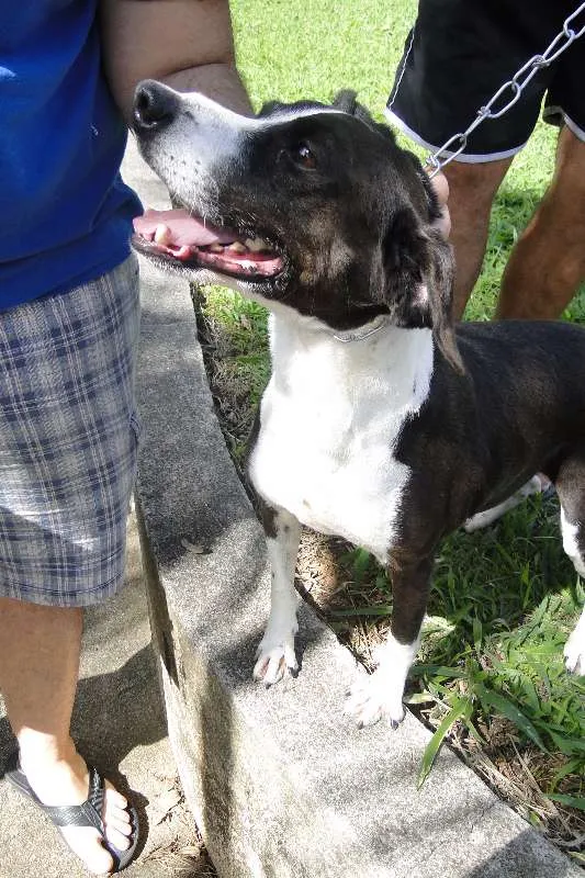 Cachorro ra a SRD idade 6 ou mais anos nome Luana