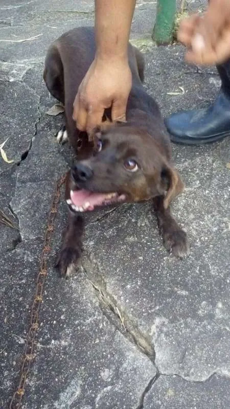 Cachorro ra a SRD idade 5 anos nome Paçoca