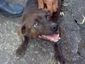 Cachorro raça SRD idade 5 anos nome Paçoca