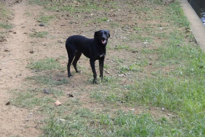 Cachorro ra a SRD idade 4 anos nome Princesa