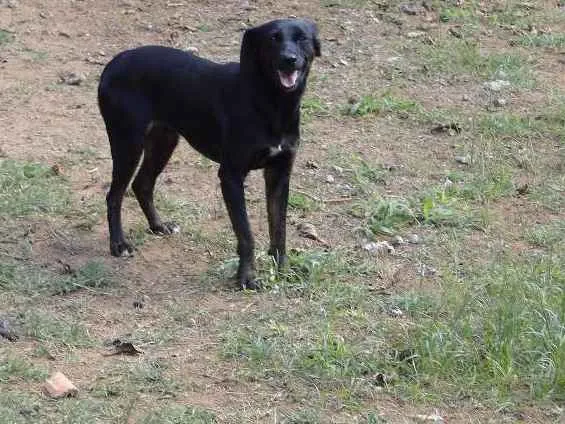 Cachorro ra a SRD idade 4 anos nome Princesa