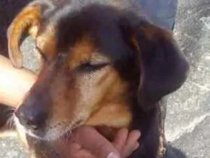 Cachorro raça SRD idade 6 ou mais anos nome Alf