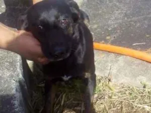 Cachorro raça SRD idade 4 anos nome Princesa