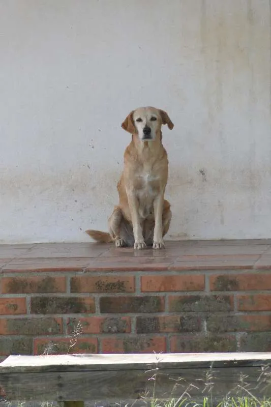 Cachorro ra a SRD idade 6 ou mais anos nome Meg