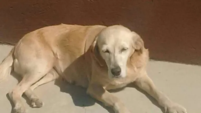 Cachorro ra a SRD idade 6 ou mais anos nome Meg