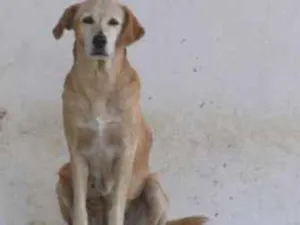 Cachorro raça SRD idade 6 ou mais anos nome Meg
